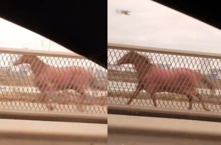 승마장 탈출한 말, 강변북로 질주…뒤따르던 경찰에 잡혀