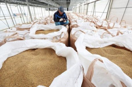 [단독]文정부, 쌀 매입·재판매에 세금 4조3000억 원 썼다