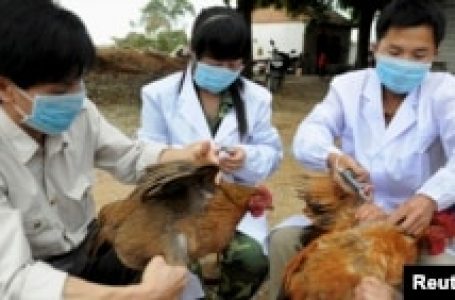 바이든, 벨파스트협정 25주년 맞아 북아일랜드 방문…중국 세계 첫 'H3N8' 조류인플루엔자 사망