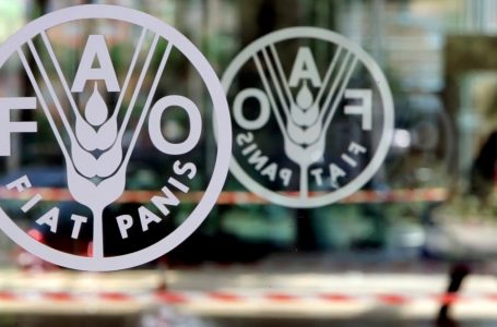 FAO, 세계 주요 식료품 가격 2년 만에 최저치…쌀 가격은 폭등