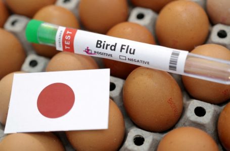 일본, 올해 첫 조류인플루엔자 확인