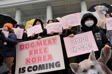 한국, 2027년부터 식용 목적 개 사육∙도살∙유통 금지